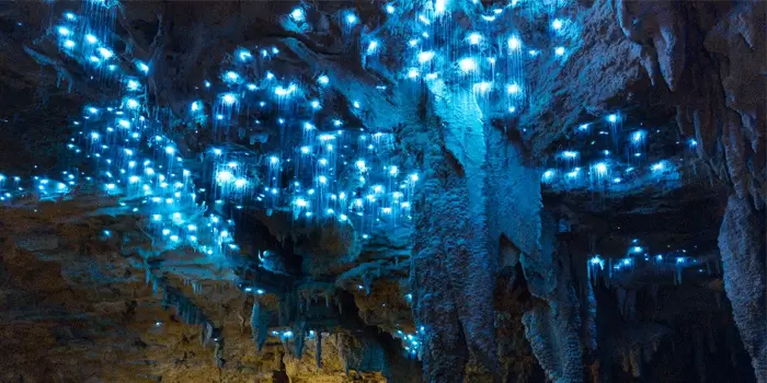 Waitomo Glowworm Caves