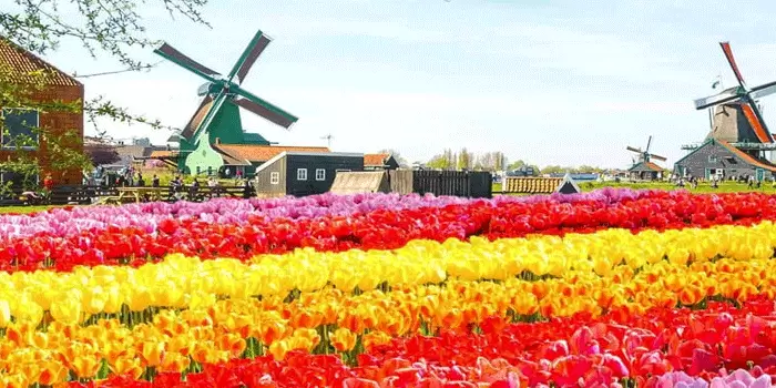 Wisata-Taman-Keukenhof,-Pengalaman-yang-Tak-Terlupakan