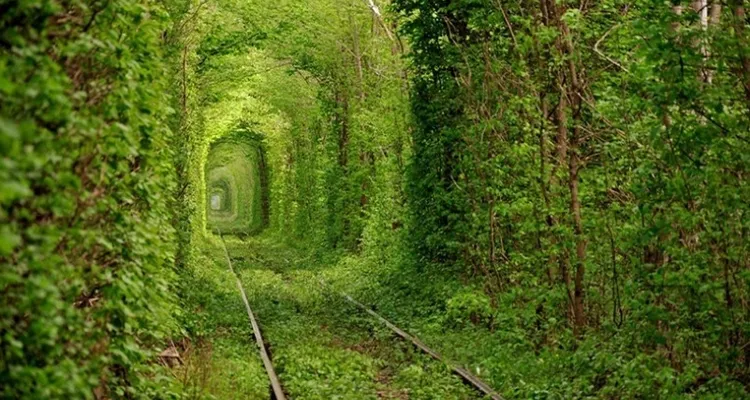 Destinasi Terowongan Cinta Wisata Yang Instagramable
