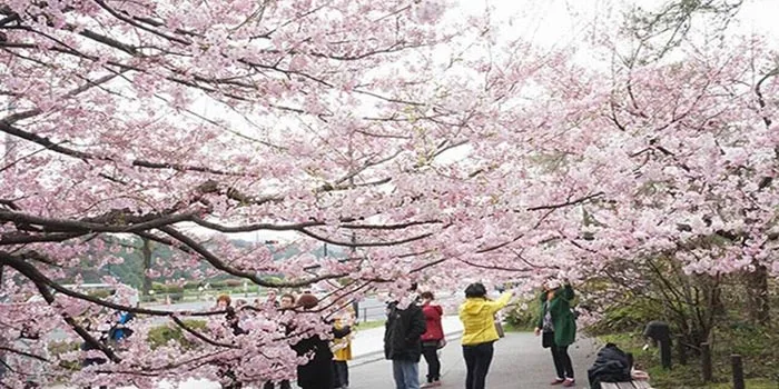 Chidorigafuchi-Wisata-Taman-Yang-Menyenangkan