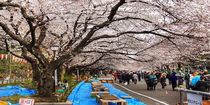 Taman-Ueno-Wisata-Taman-Yang-Asri-Dan-Indah-Di-Tokyo