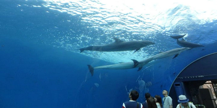 Hakeijima-Sea-Paradise-Taman-Hiburan-Di-Yokohama