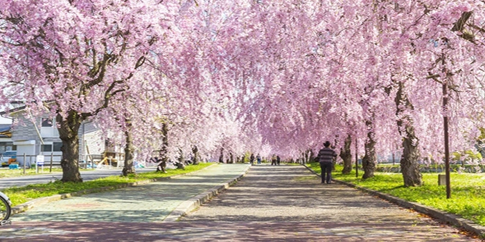 Kannoji-River-Sakura-Pemandangan-Bunga-Sakura-Yang-Indah