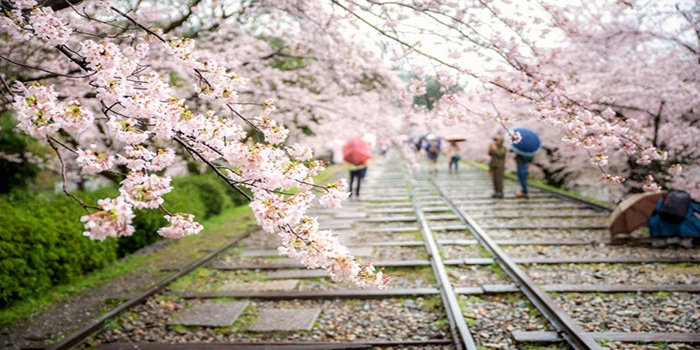 Keage-Incline-Kyoto-Nikmati-Wisata-Pohon-Sakura-Yang-Indah